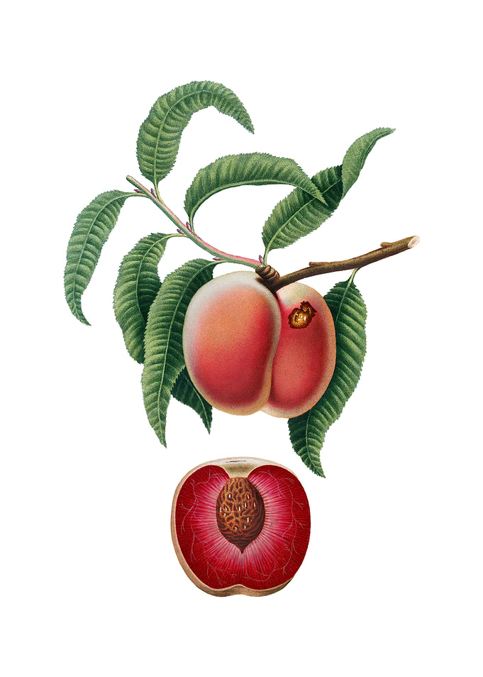 Vintage Carrot Peach Fruit