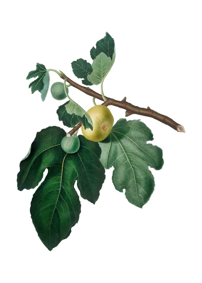 Vintage Fig Fruit on White