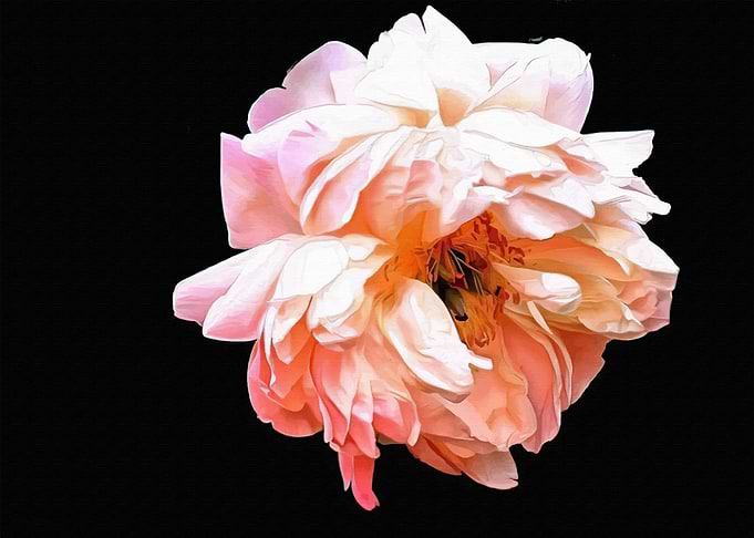 Peonies