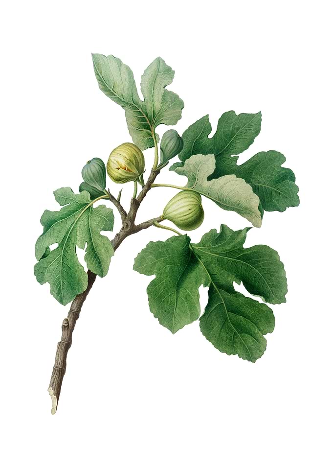Vintage Fig Fruit on White