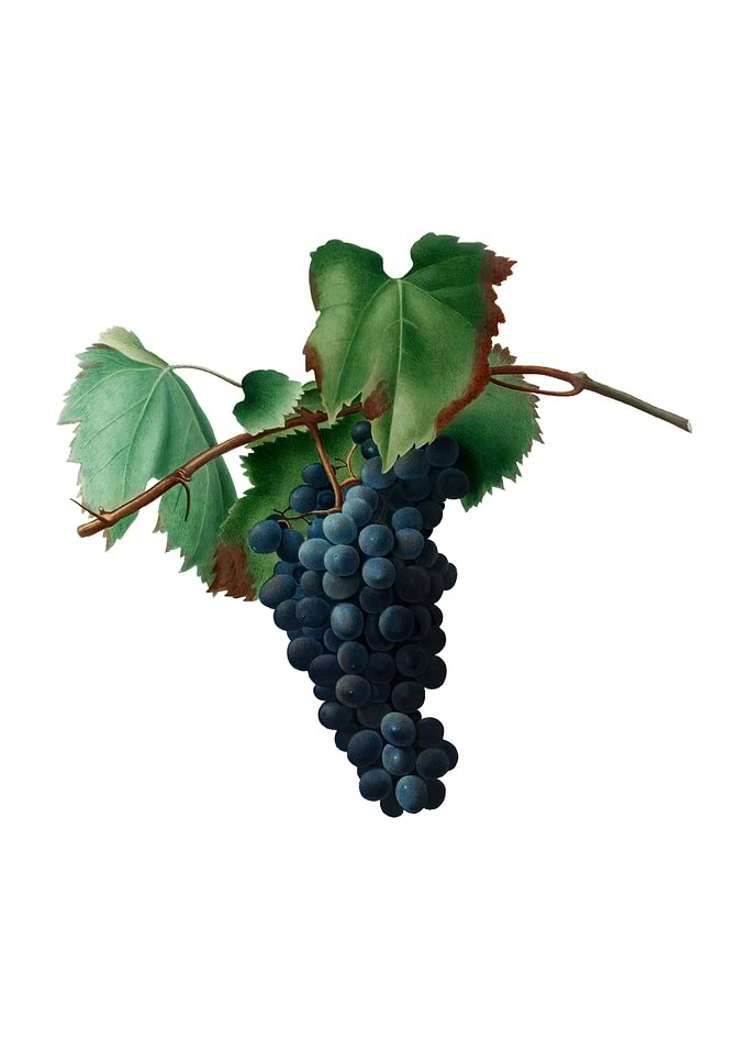 Vintage Grape Vine Fruit