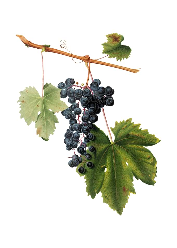 Vintage Grape Colorino
