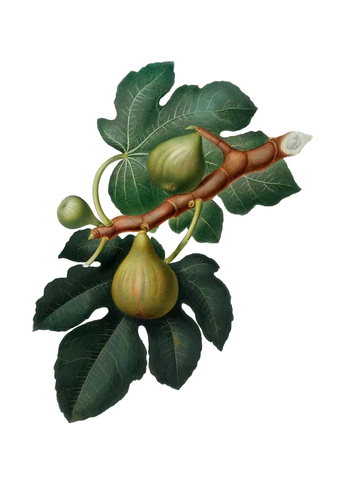 Vintage Fig Fruit on White