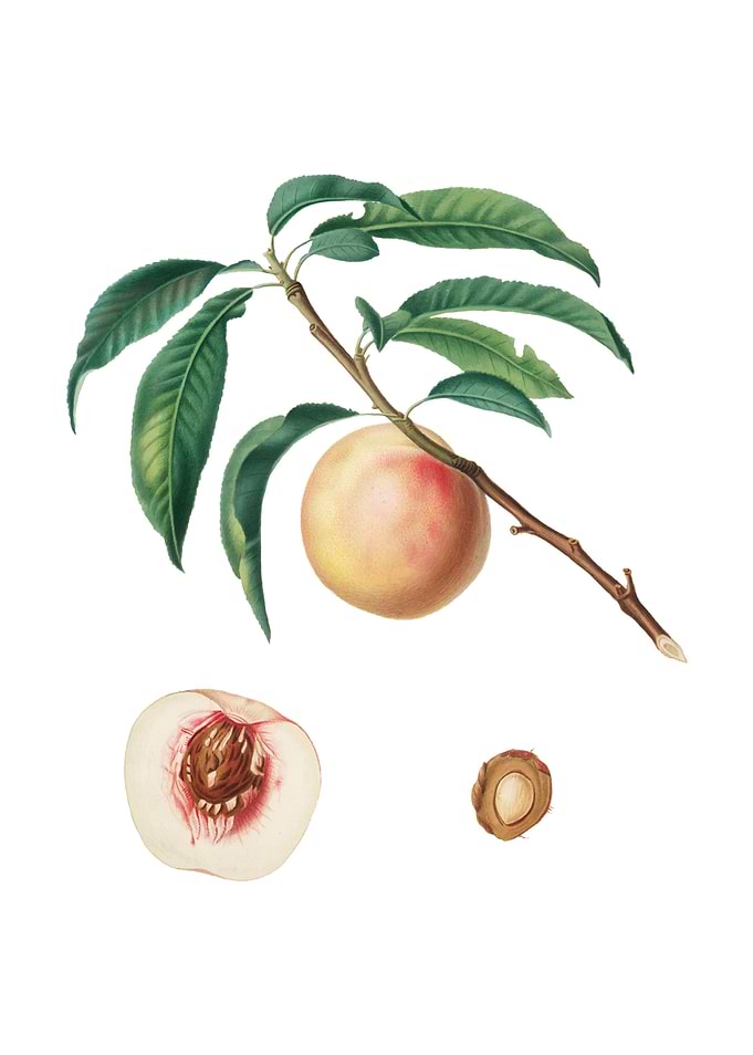 White Speckled Peach Fruit