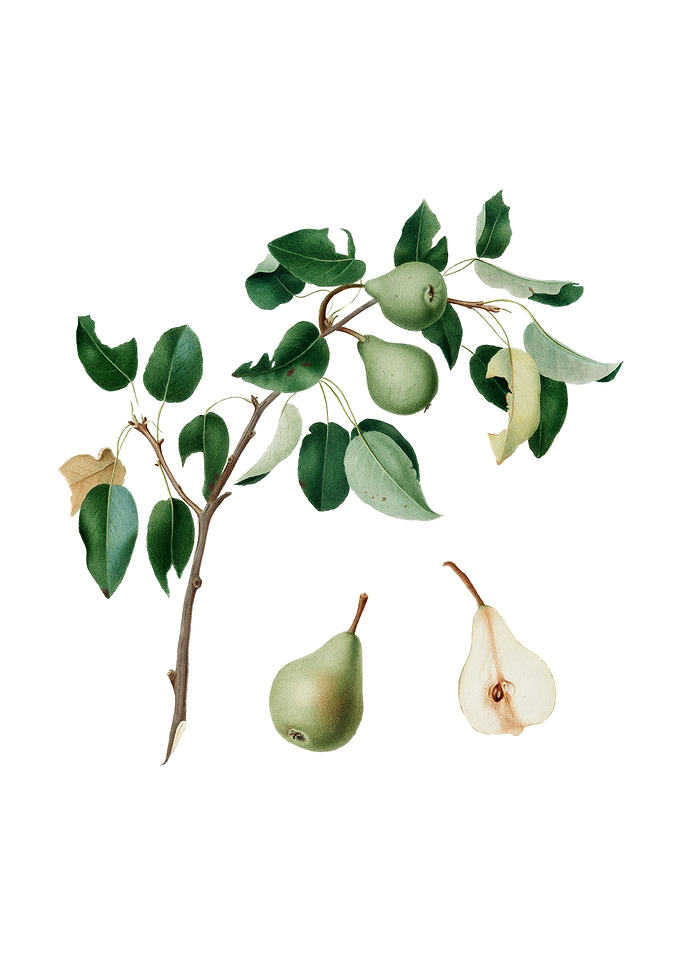 Vintage Pear on White