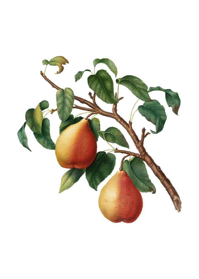 Vintage Wild European Pear