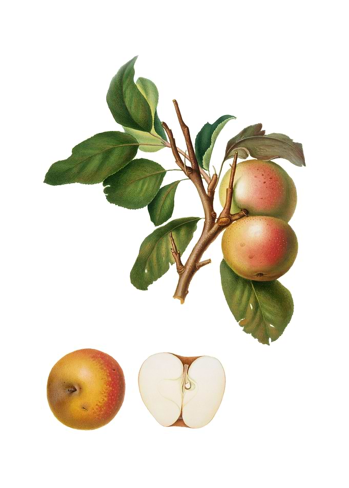Vintage Pupina Apple Fruit