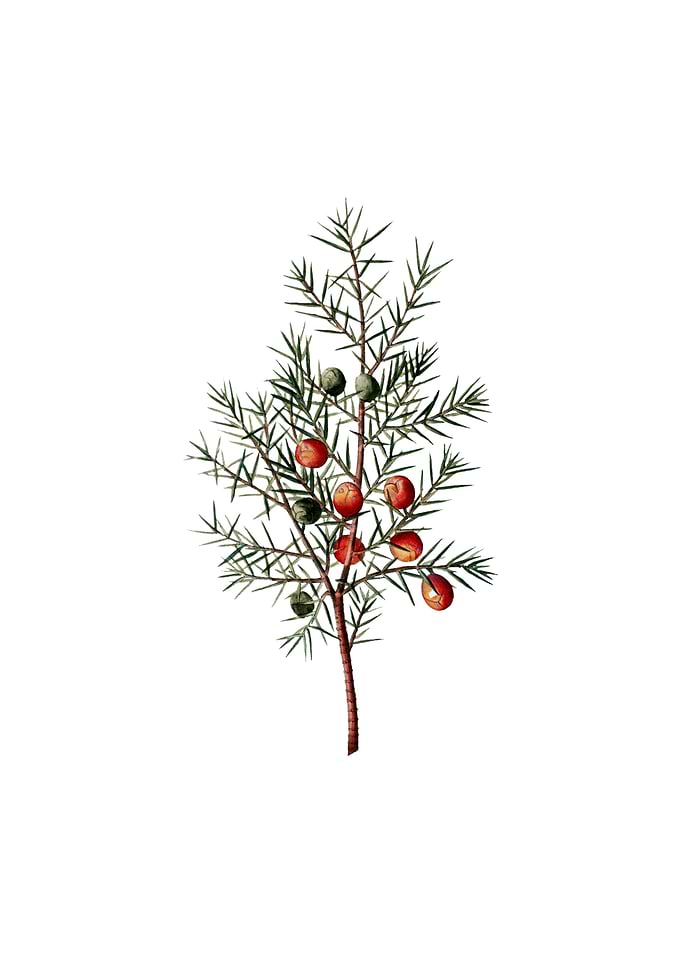Vintage Common Juniper