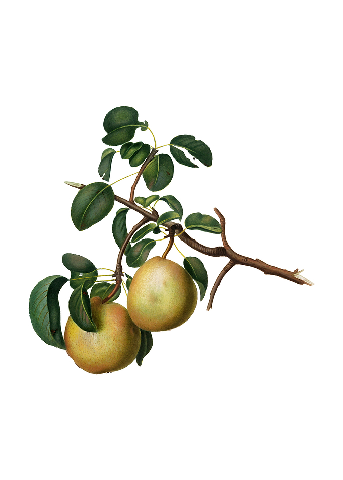 Vintage Pear on White