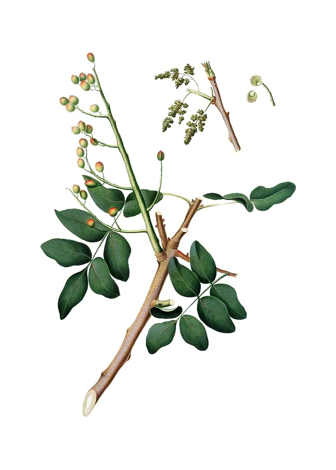 Vintage Pistachio on White