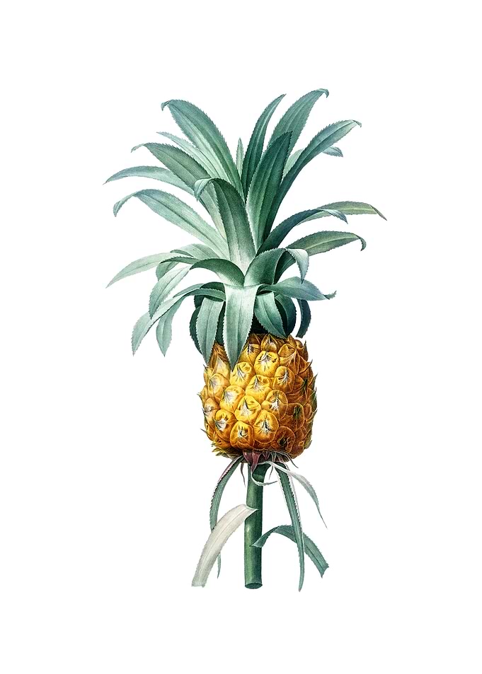 Vintage Pineapple on White