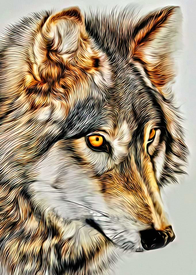 Cute Wolf in Looking