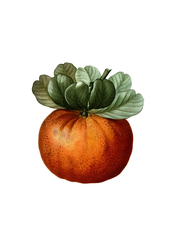 Vintage Bigarade Orange