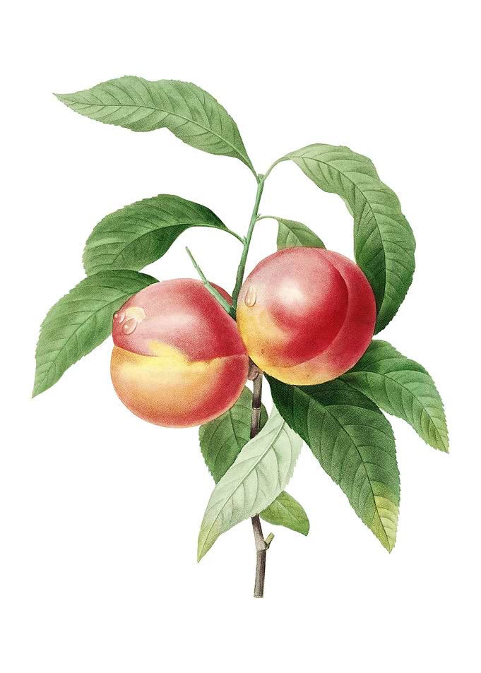 Vintage Peach on White