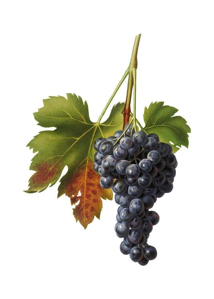 Vintage Raisin Grape Fruit
