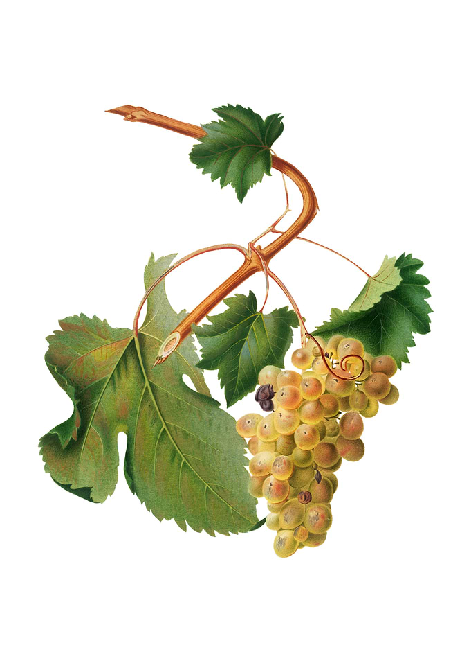 Vintage Vermentino Grapes