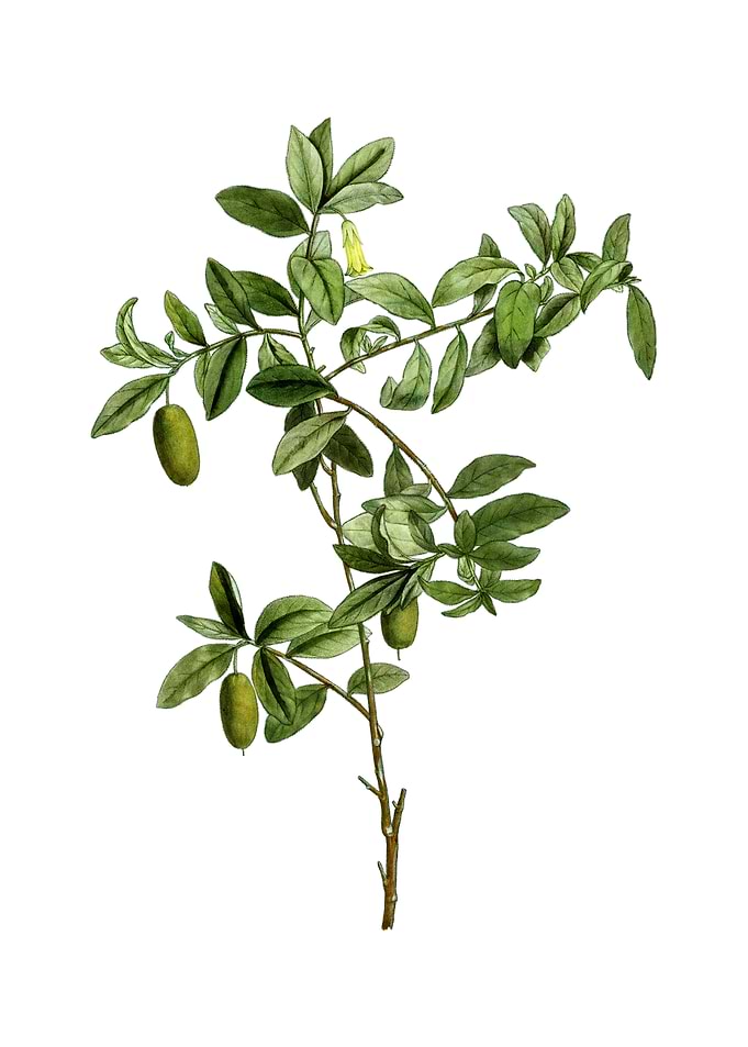 Vintage Apple Berry Fruit