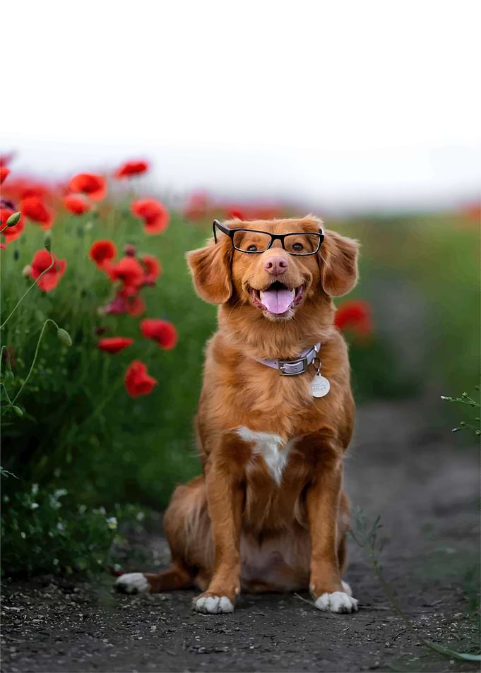 Dog funny