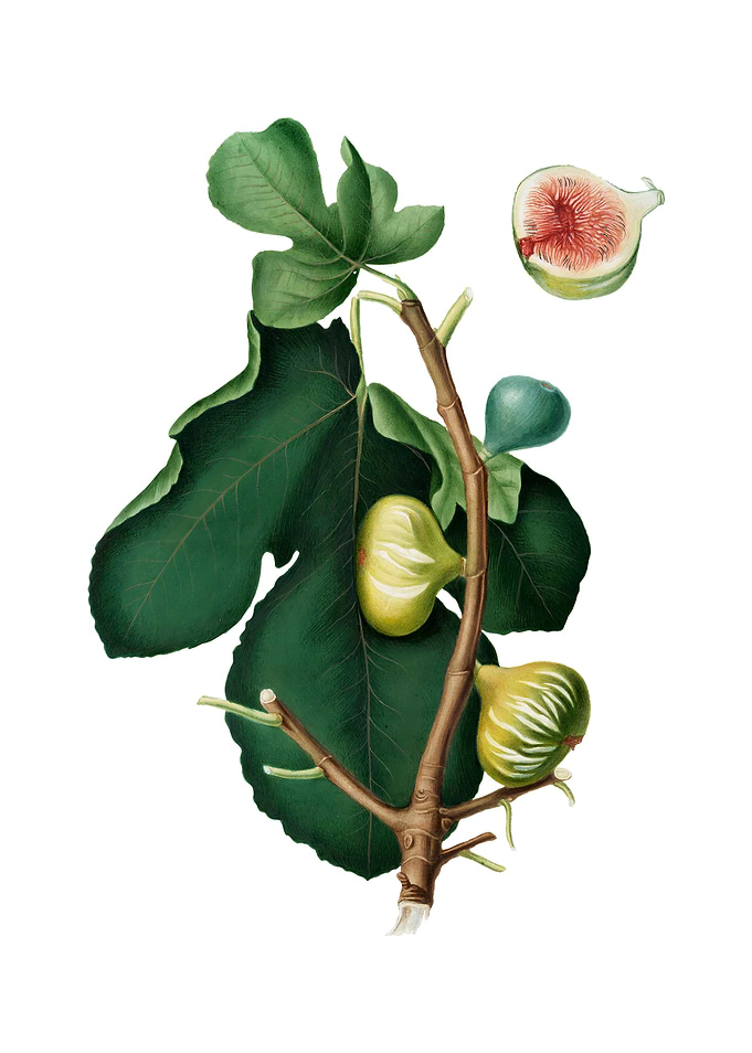 Vintage White Peel Fig