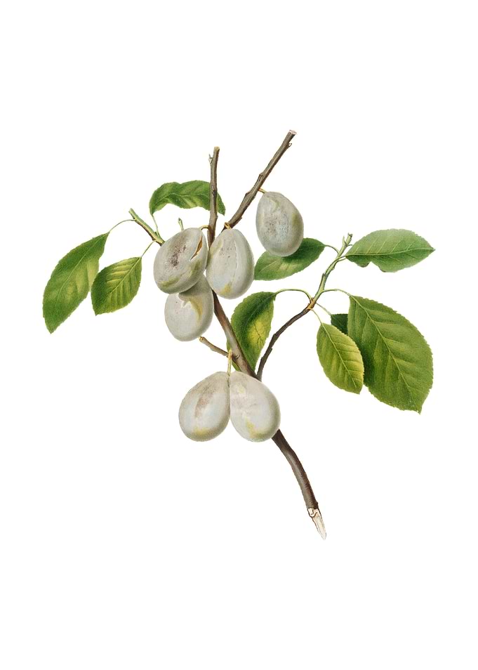 Vintage Plum on White