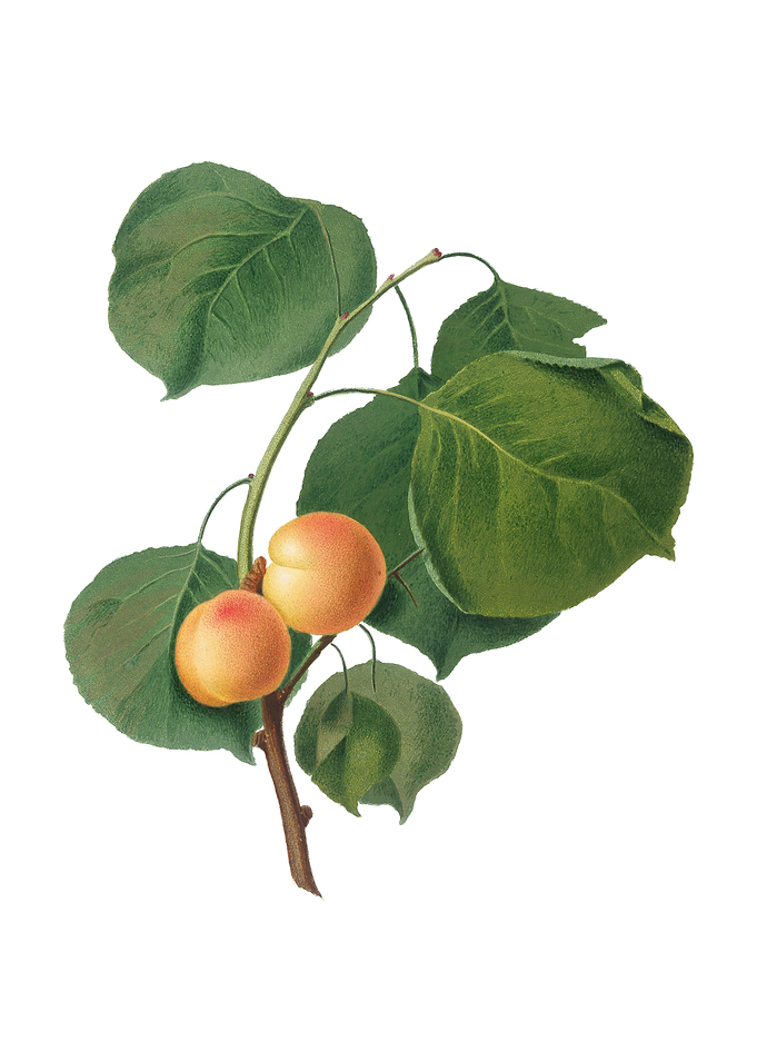 Vintage Yellow Apricot
