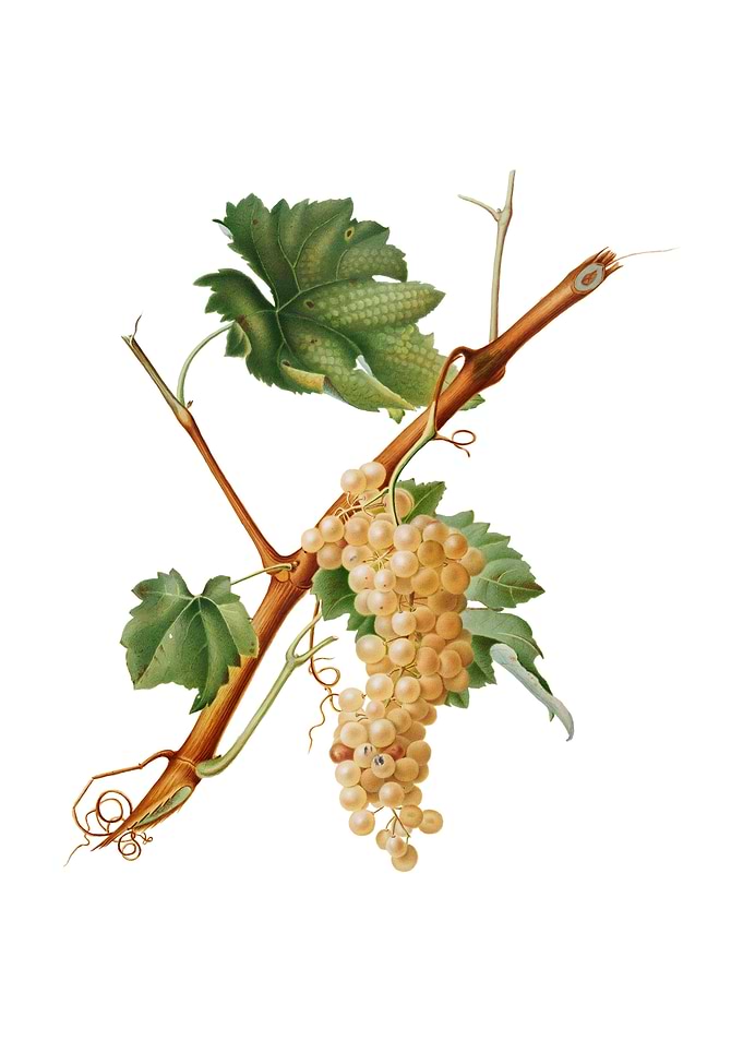 Vintage Vermentino Grapes
