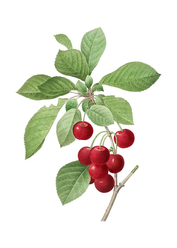 Vintage Cherry on White