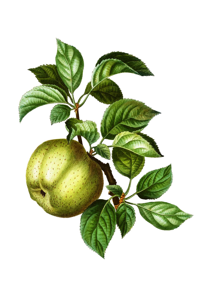 Vintage Apple on White