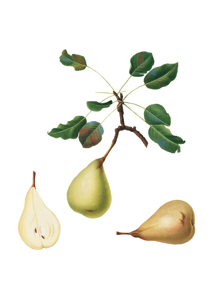 Vintage Pear on White