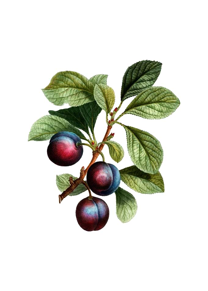 Vintage Cherry Plum Fruit