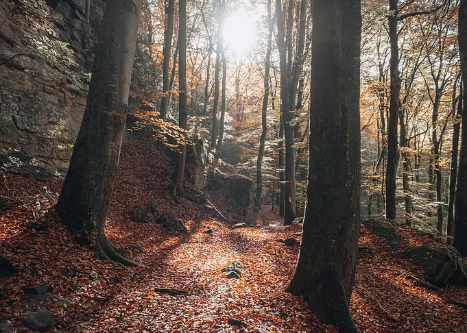 inside the forest