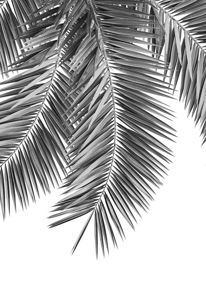 Palm Leaves Tropical 1