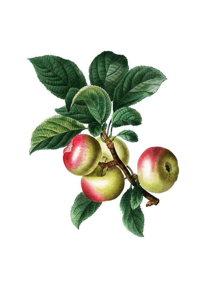 Vintage Apple on White