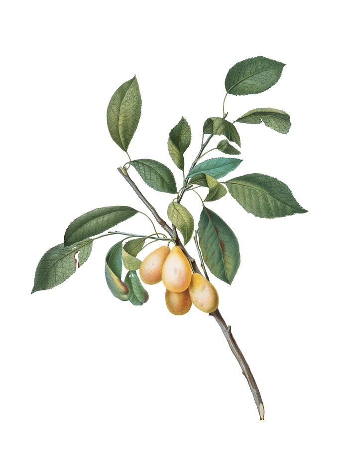 Vintage Plum on White