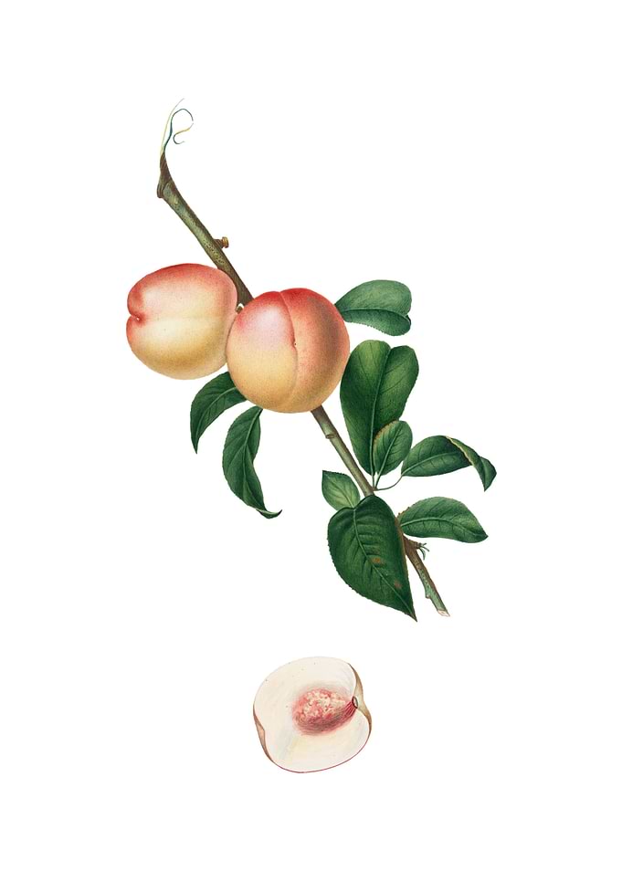 Vintage White Walnut Fruit