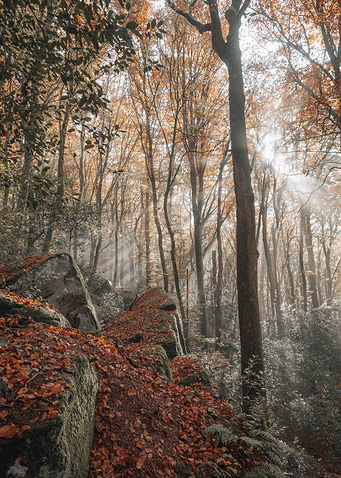 Beautiful Nature