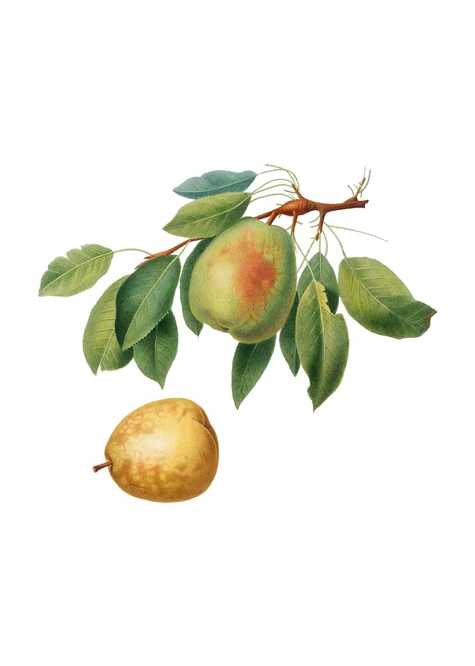 Vintage Pear on White