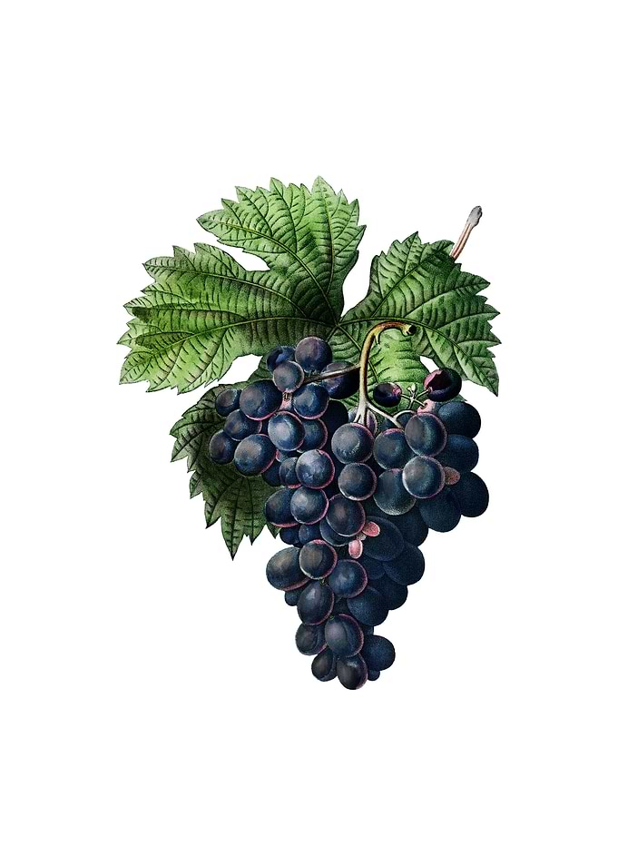 Vintage Grape Vine Fruit