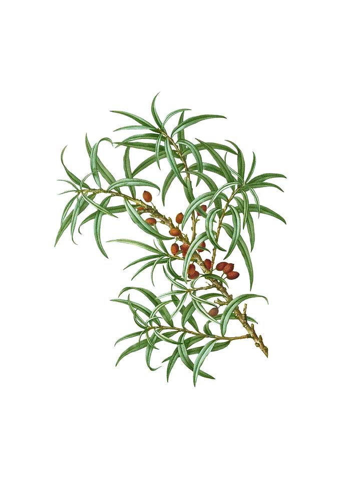Common Sea Buckthorn Fruit