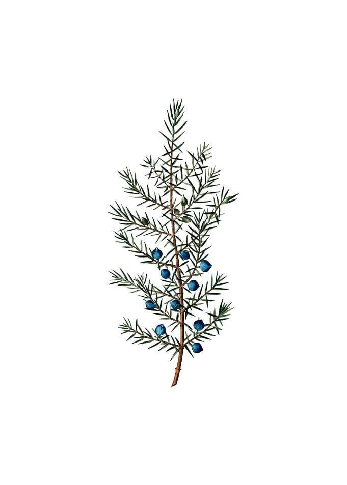Vintage Common Juniper