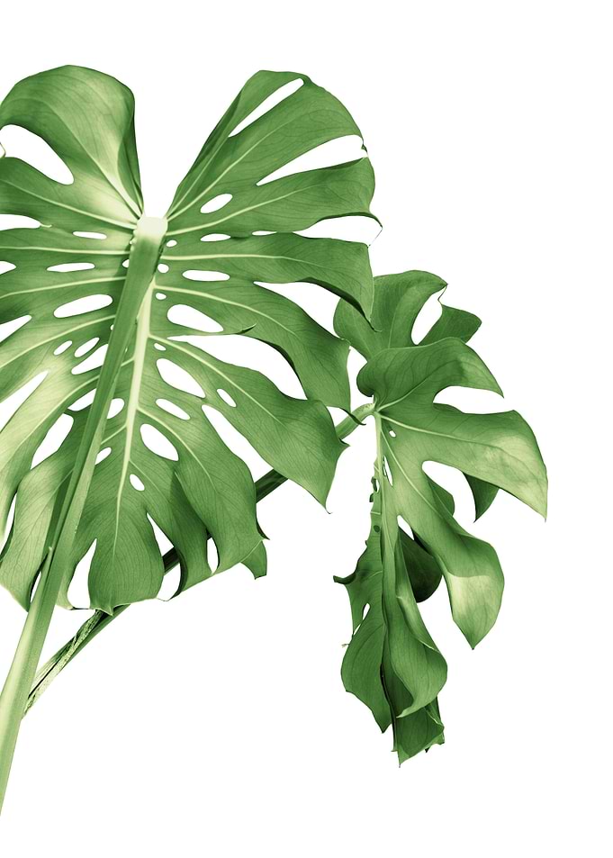 Monstera Beauty 1