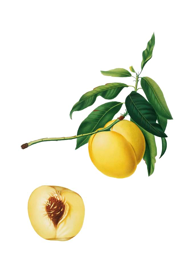 Vintage Yellow Apricot