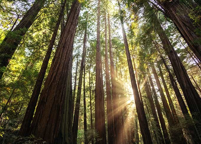 redwood magic