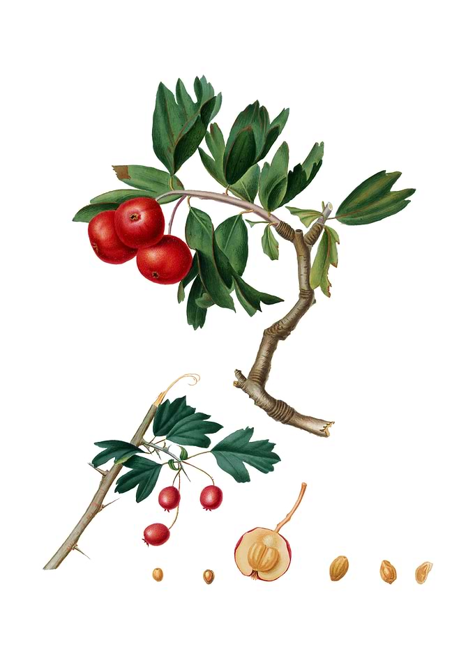 Vintage Red Thorn Apple