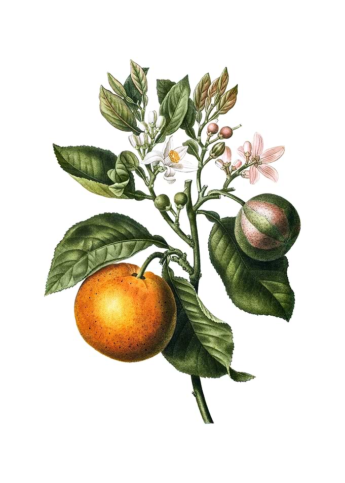 Vintage Bitter Orange