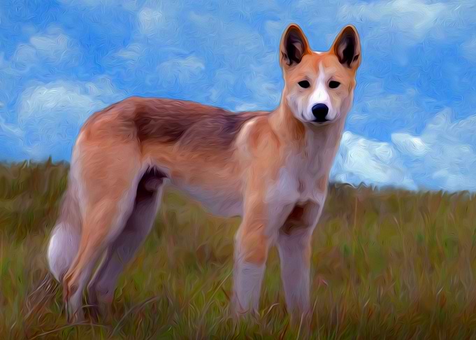 Dingo
