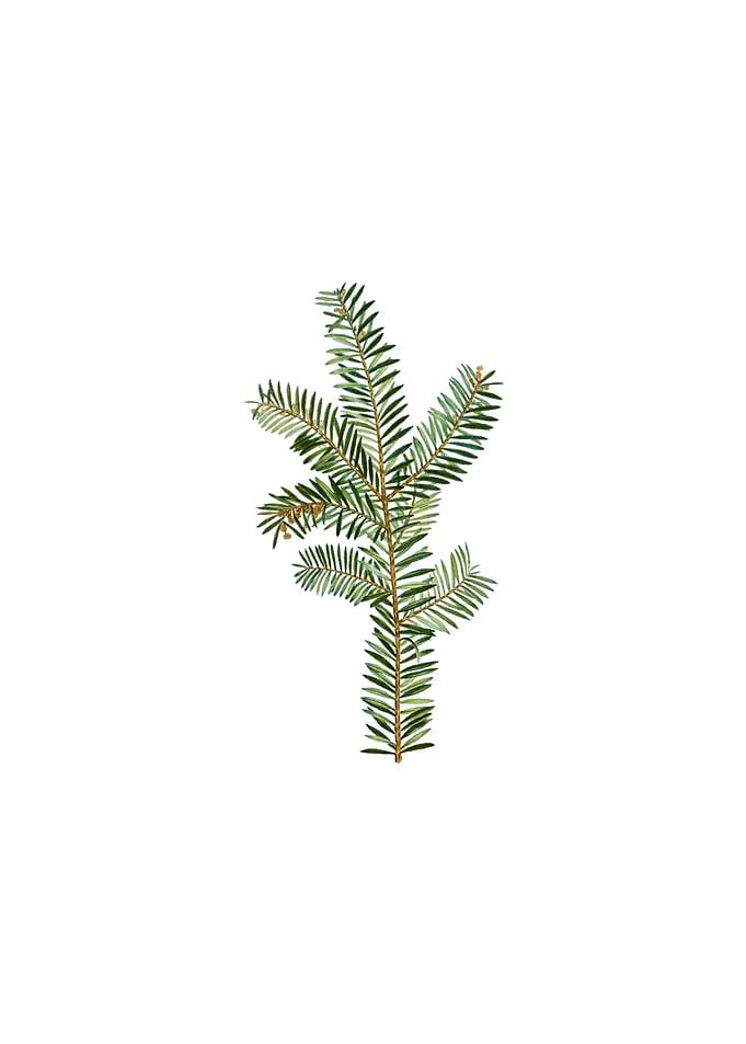 Vintage English Yew Branch