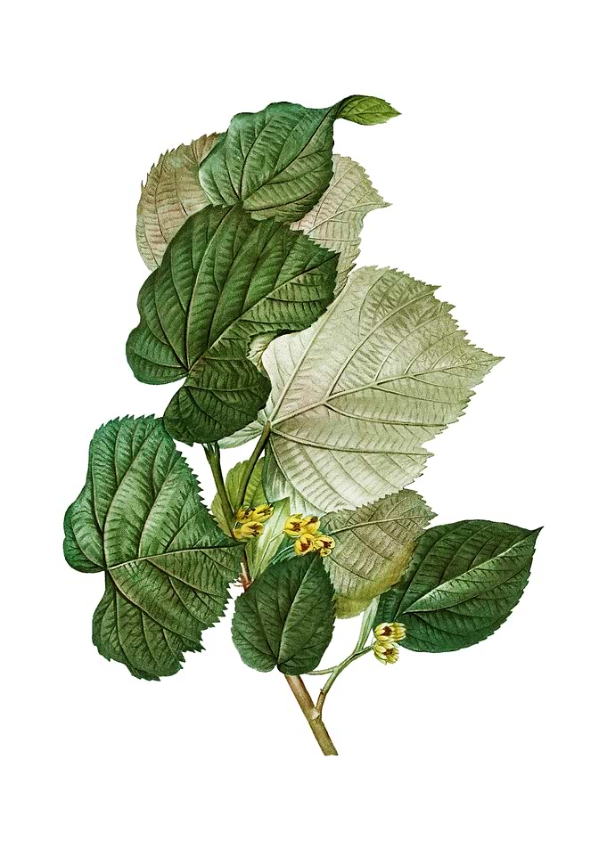 Vintage Linden Tree Branch