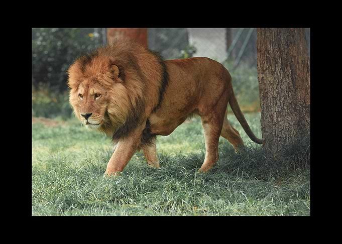 Lion
