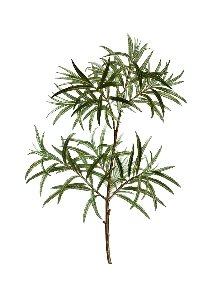 Vintage Bitter Willow